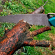 Illustration for article titled Make Certain Youre Going To Receive The Correct Help For Trees In Your Propertyem/em